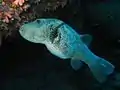 Dharavandhoo Thila: Puffer Fish