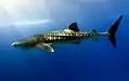 Dharavandhoo Thila: Whale Shark
