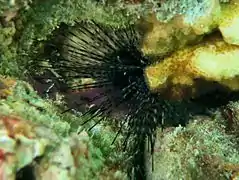 Diadema savignyi