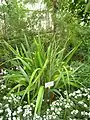 foliage