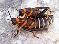 Mating