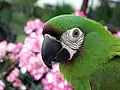 A pet parrot
