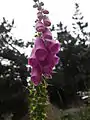 Foxglove,Digitalis purpurea, at lac de l'Oule (1,815 m)