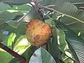 "fruit and foliage"