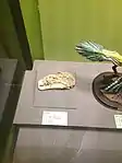 A Dilong skull, TNP 01109, in the bird gallery.