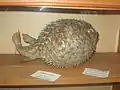 A mounted Diodon hystrix. Natural History Museum named after Hasanbey Zardabi. Baku, Azerbaijan