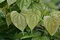 foliage