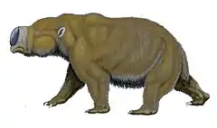 Hippo-sized Diprotodon optatum of Australia, the largest marsupial of all time, became extinct 40,000 years ago.