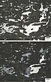 Dismicrite