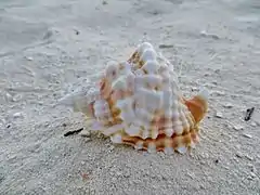 Distorsio anus
