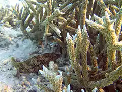 Honeycomb grouper (Epinephelus merra)
