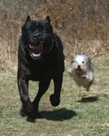 Image 18The difference in overall body size between a Cane Corso (Italian mastiff) and a Yorkshire terrier is over 30-fold, yet both are members of the same species. (from Dog anatomy)