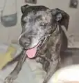 Distended dog tongue acting as a heat regulator