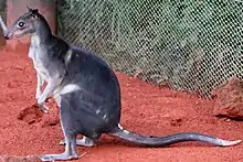 Gray dorcopsis
