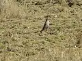 Taczanowski's ground tyrant, Yauli, La Oroya, Peru, summer season