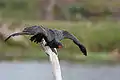 Double-crested cormorant