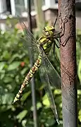 Mature Female