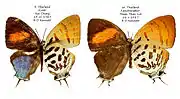 Drupadia ravindra boisduvalii