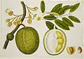 Durian (Durio zibethinus)