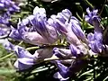 Close-up of flowers