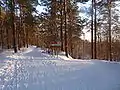 Kloostrimetsa forest in winter