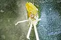 Close-up of yellow barbed bristles and longer spines