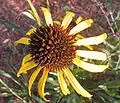 Flower from above