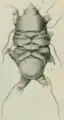 Dorsal view, showing its four segmented bands