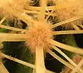 Close-up of the Echinocactus grusonii areole