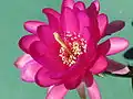 Echinopsis obrepanda