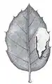 Leafmine