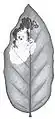 Leafmine