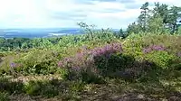 Near Blackdown