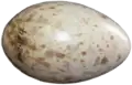 An average whooping crane egg is 102 mm (4.0 in) long and weighs 208 g (7.3 oz)