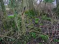 The ruins of old Fergushill Cottage.