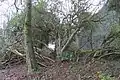 Old yew tree with new growth