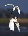 Image 32Egrets are herons which have white or buff plumage, and develop fine plumes (usually milky white) during the breeding season.. The pictured specimens were photographed at Sundarbans East Wildlife Sanctuary, Bagerhat.Photo Credit: Md shahanshah bappy