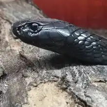 Egyptian Cobra "Ouraeus"