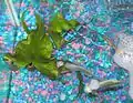 Nymphaea lotus is often used as an aquarium plant