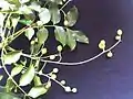 Leaves and fruit