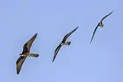 In flight composite