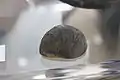 An elephant's toenail, part of the cabinet of curiosities