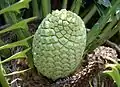 Cone
