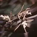C.&nbsp;claviata flowers from Suriname, as E. purpurascens