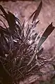 C.&nbsp;claviata plant from Suriname, as E. purpurascens
