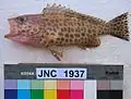 Epinephelus areolatus