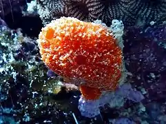 Unidentified sponge
