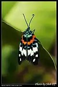 Erasmia pulchella