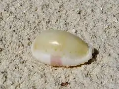 Erosaria erosa