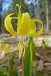 Yellow anthers